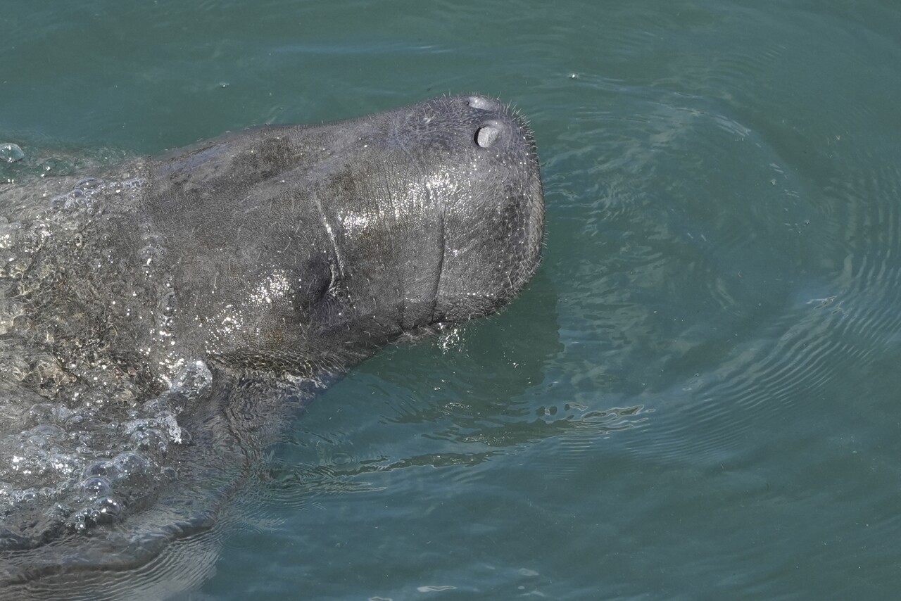 Winter Blasts Manatees