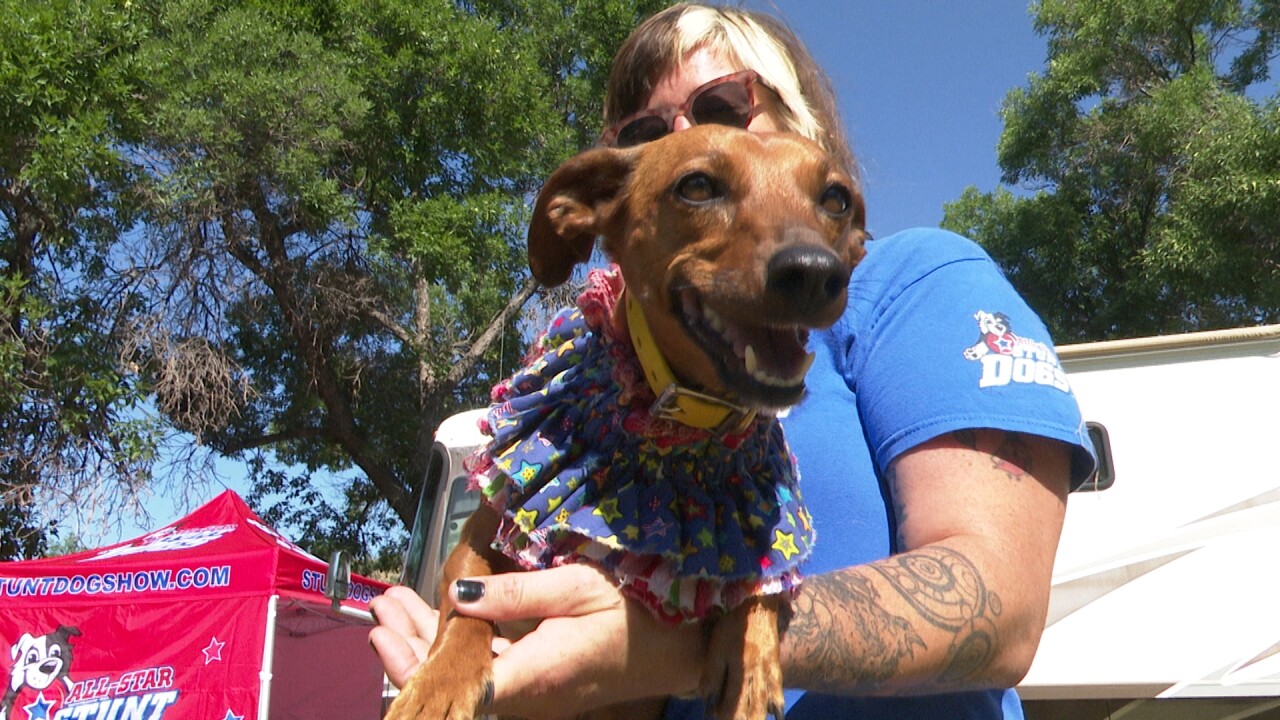 All star stunt dogs Wee