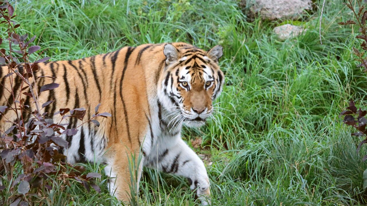 Cheyenne Mountain Zoo tiger "Savelii"