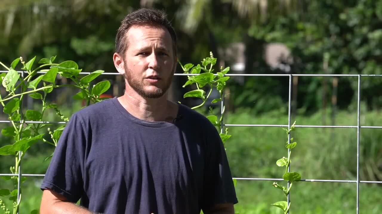 Jetson Brown of Westgate Community Farm discusses hosting workshops on how to grow food