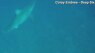 Great white sharks spotted off Florida coast