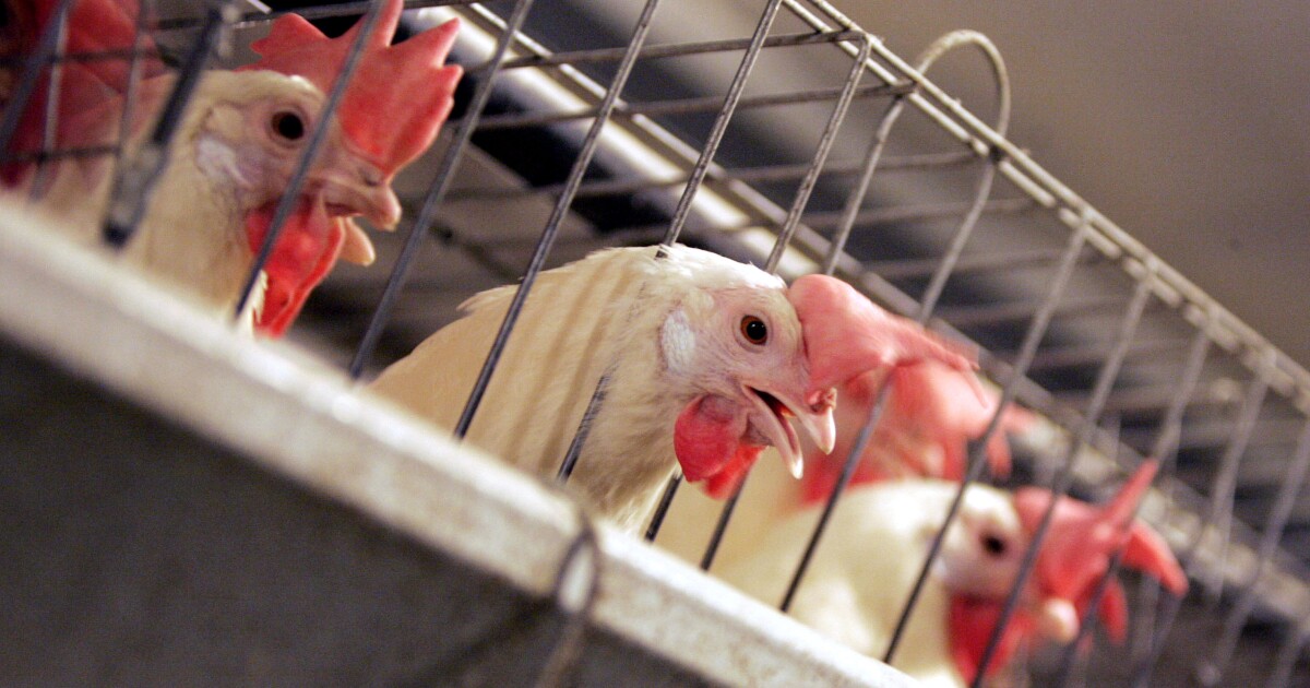 Settlement reached in 20 year poultry pollution lawsuit