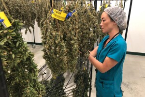 Medical Marijuana