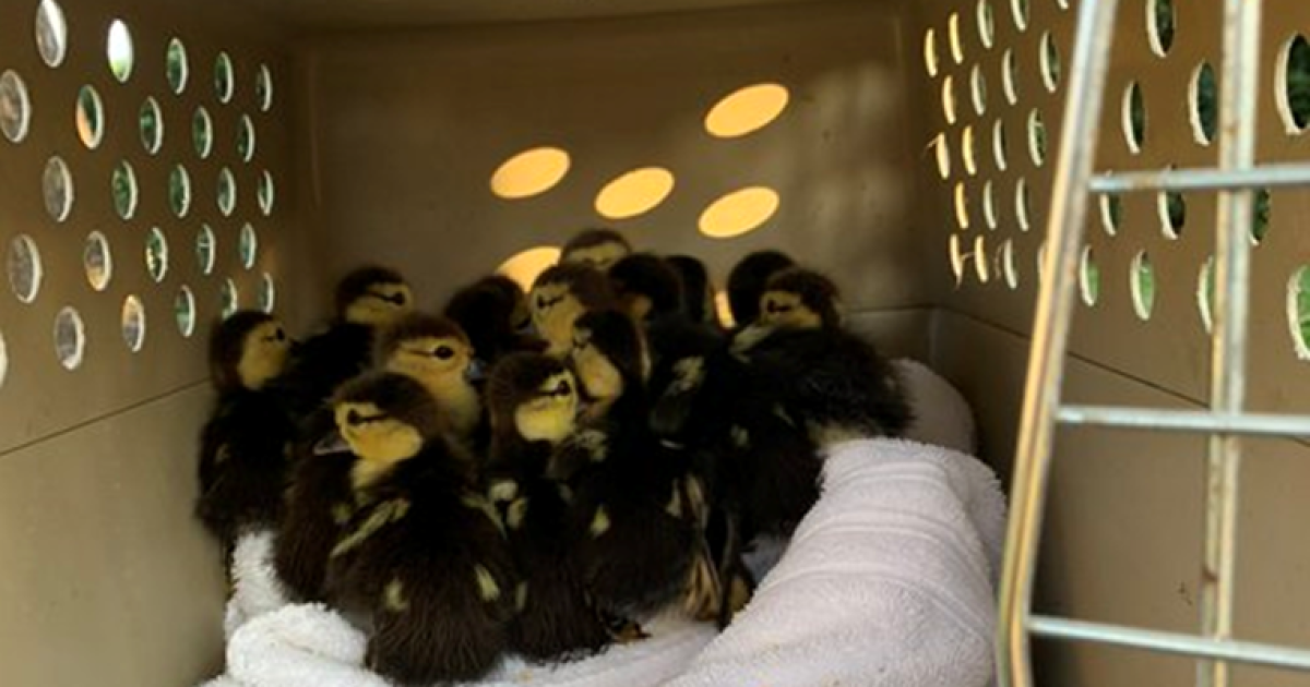 Firefighters rescue 17 ducklings from sewer drain in Boca Raton