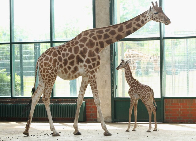 Photos: Baby giraffes around the world