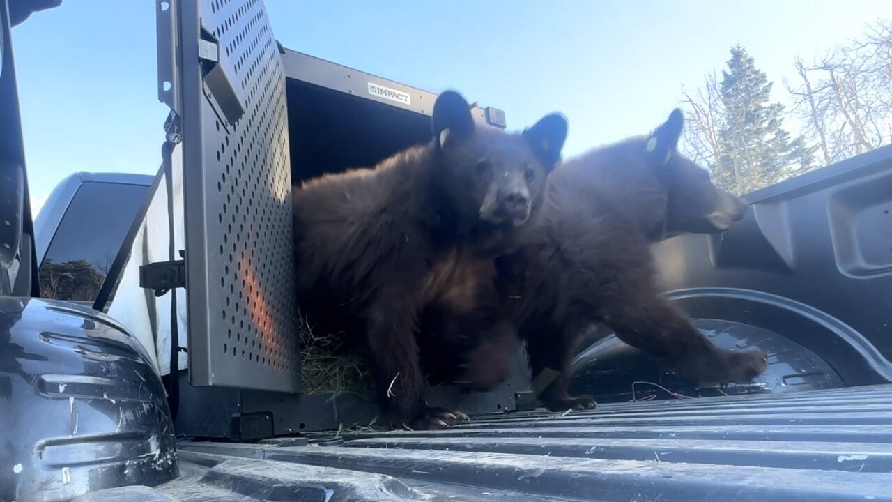 CPW releases five rehabilitated bear cubs outside of Pagosa Springs