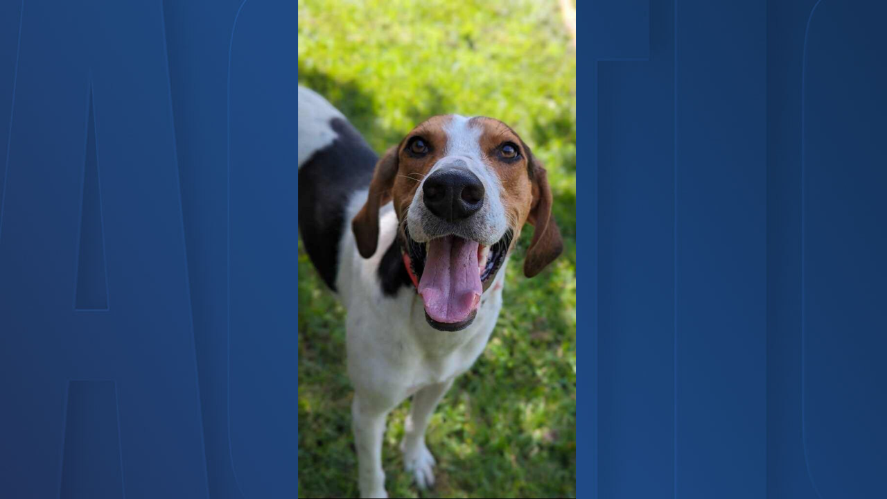 Rescues in Action: Stanley the man