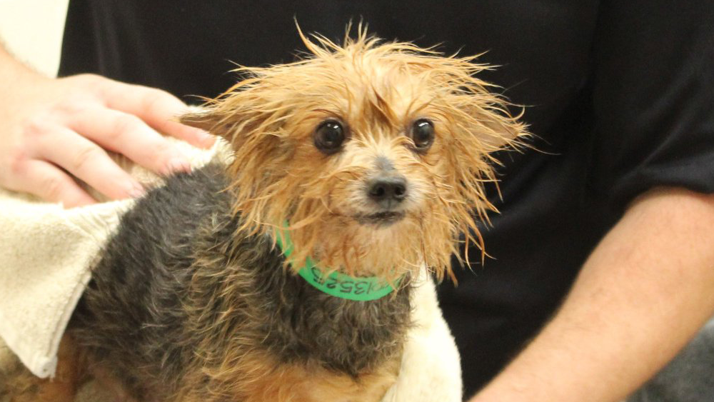 dog-adoption2.png