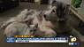 North Park woman's dog put down just hours after arriving at San Diego Humane Society