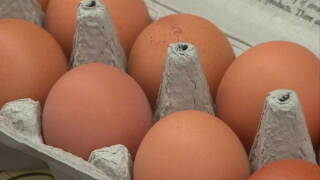 Eggs in carton