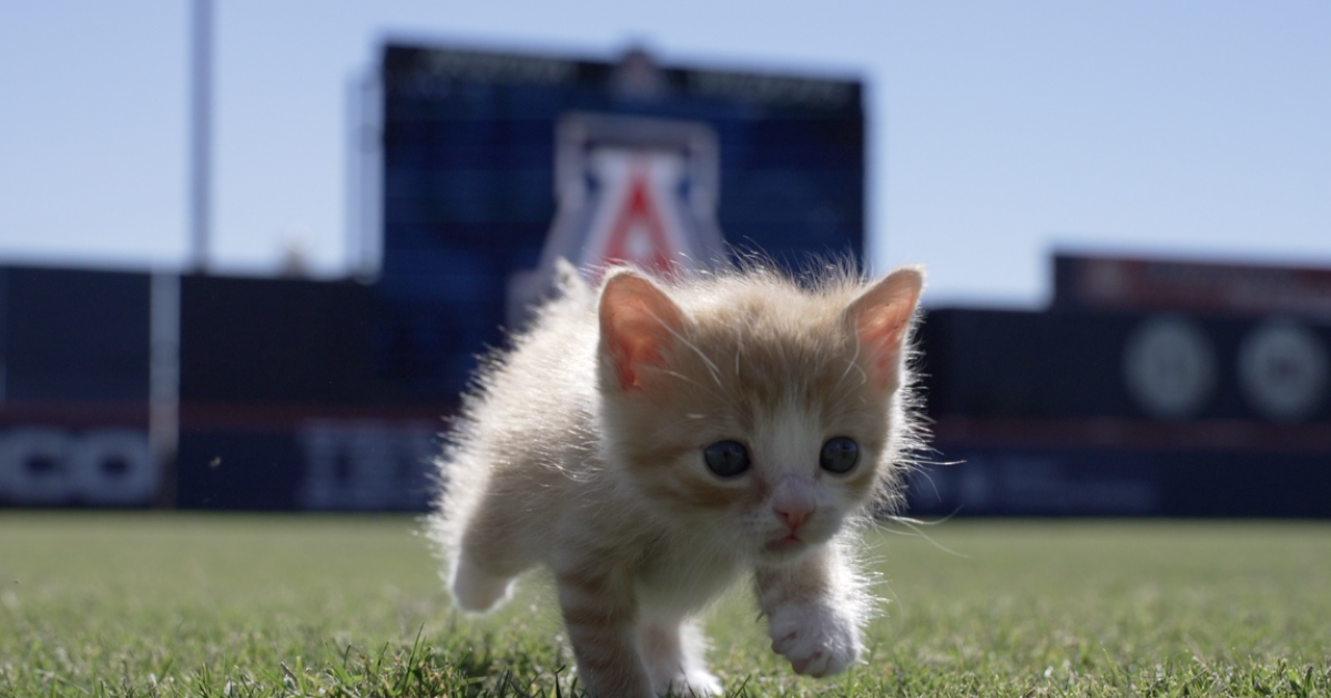 A new kind of wild cats at Hi Corbett Field