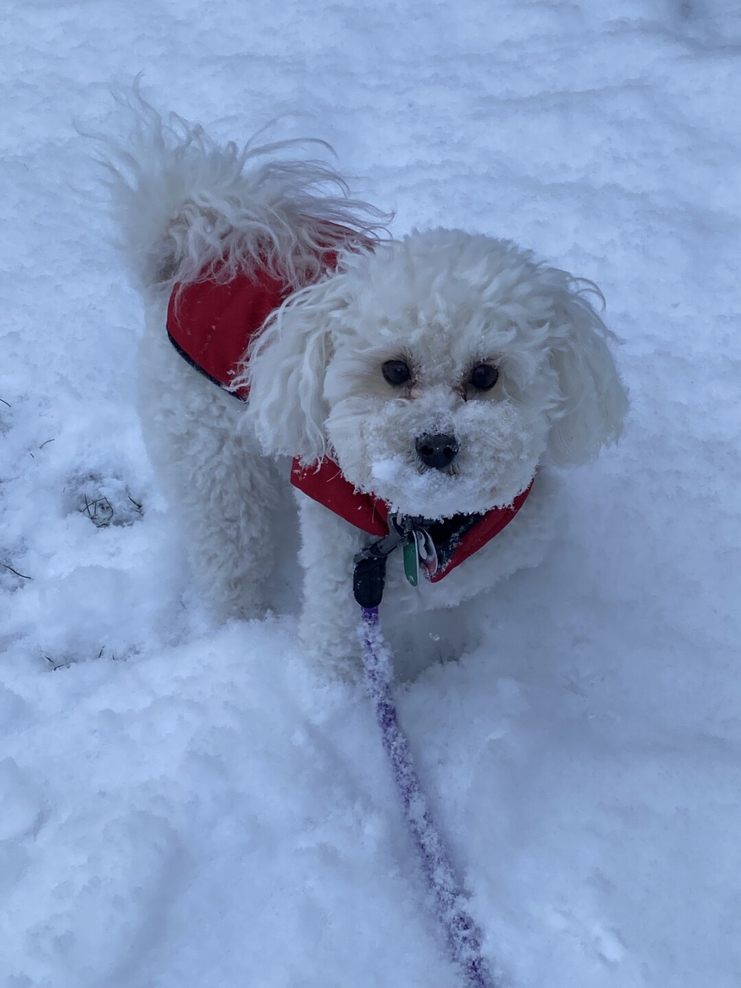 Dog walking forecast 