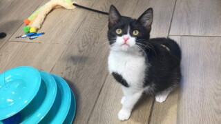 Wood Humane Society Pet of the Week "Vivian"