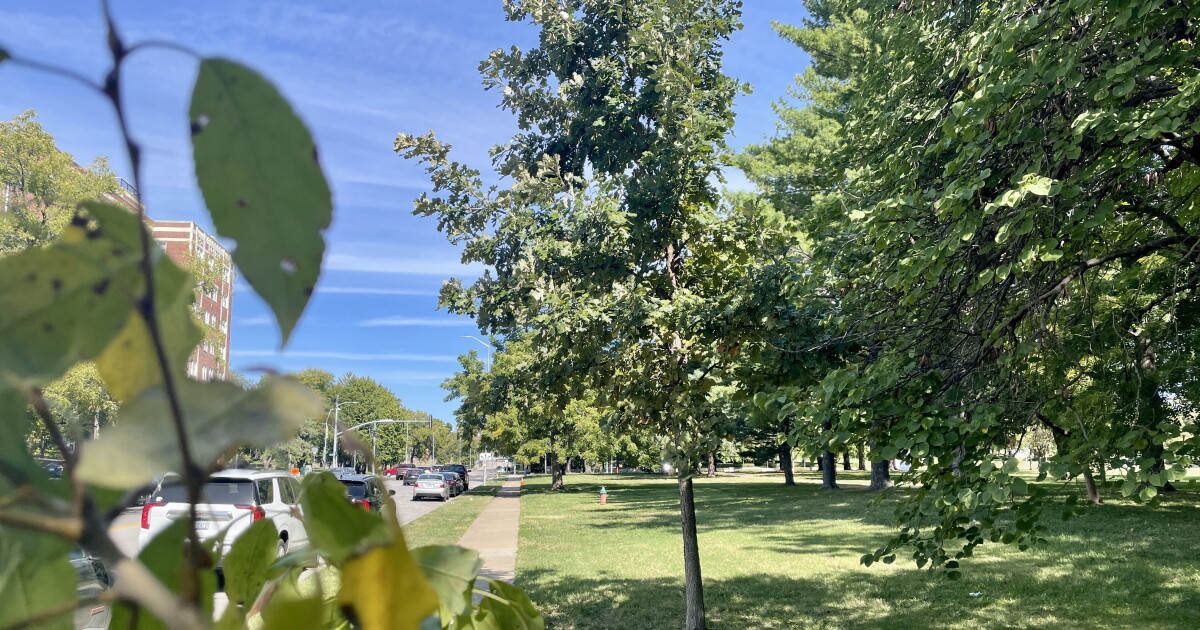 Peter Tree Kc Kansas City to receive $12 million to spend on planting new trees