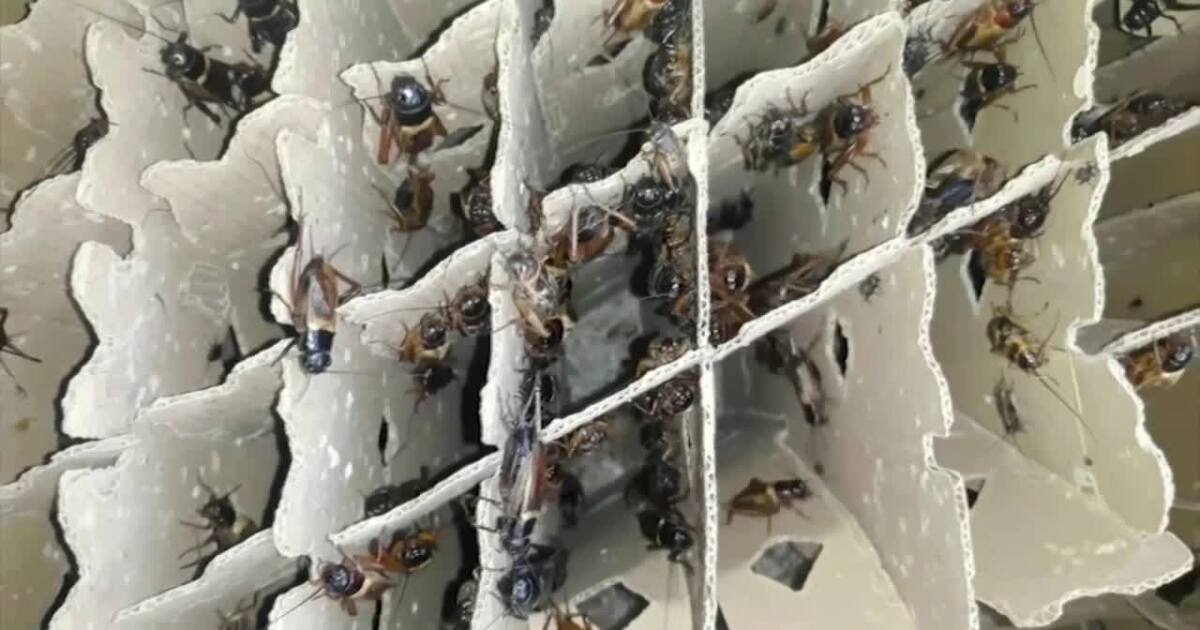 Edible insect merchandise flying off cabinets Edible insect products flying off shelves