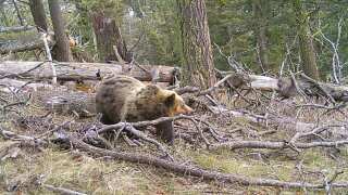 Grizzly bear in Bangtail Mountains