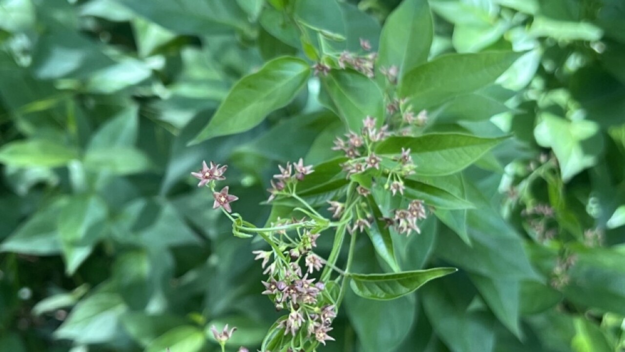 swallow wort