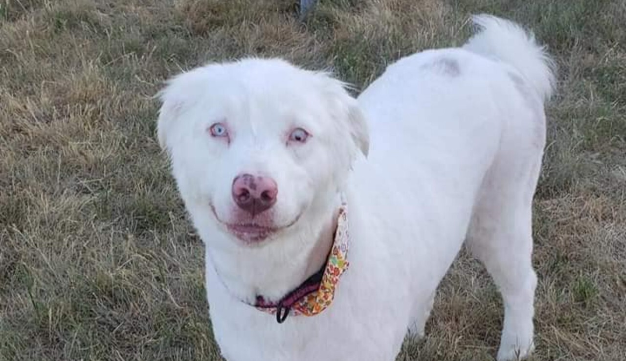 missing dog.jpg