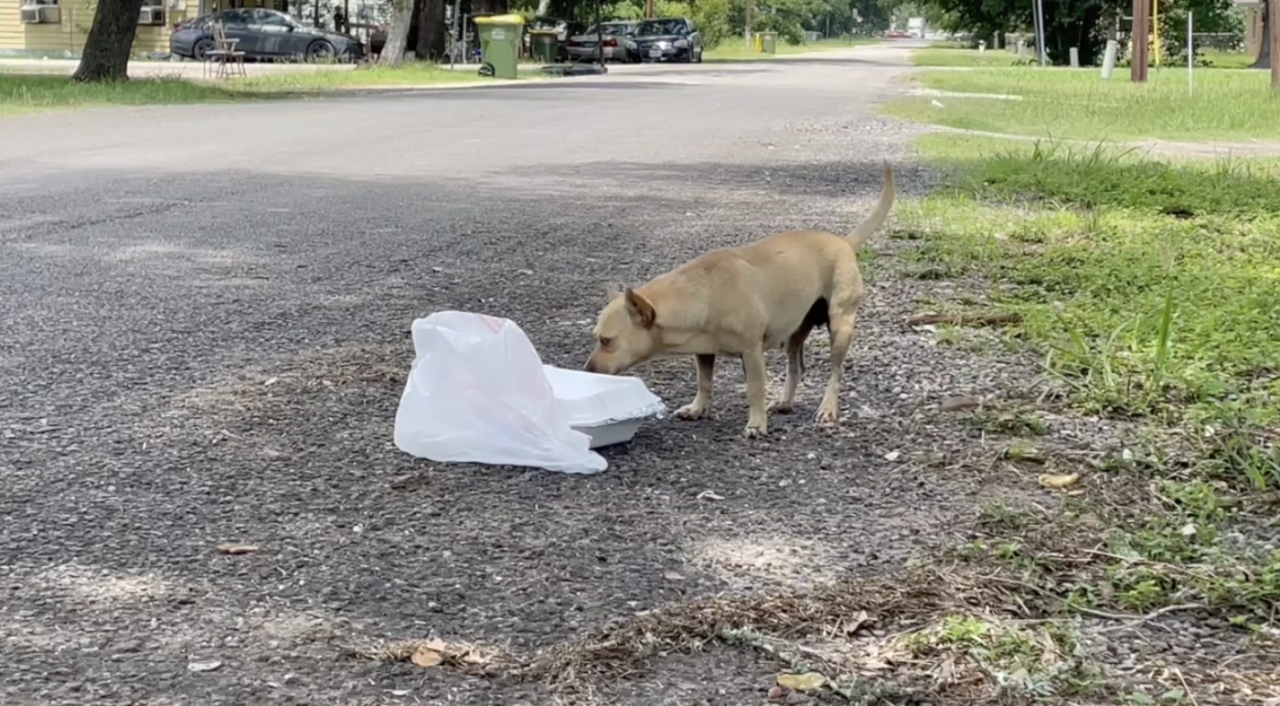 'It's not a joke anymore': Local residents demand solutions against stray animal crisis in Robertson County