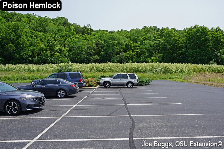 1 Poison Hemlock 1 - JB.jpg