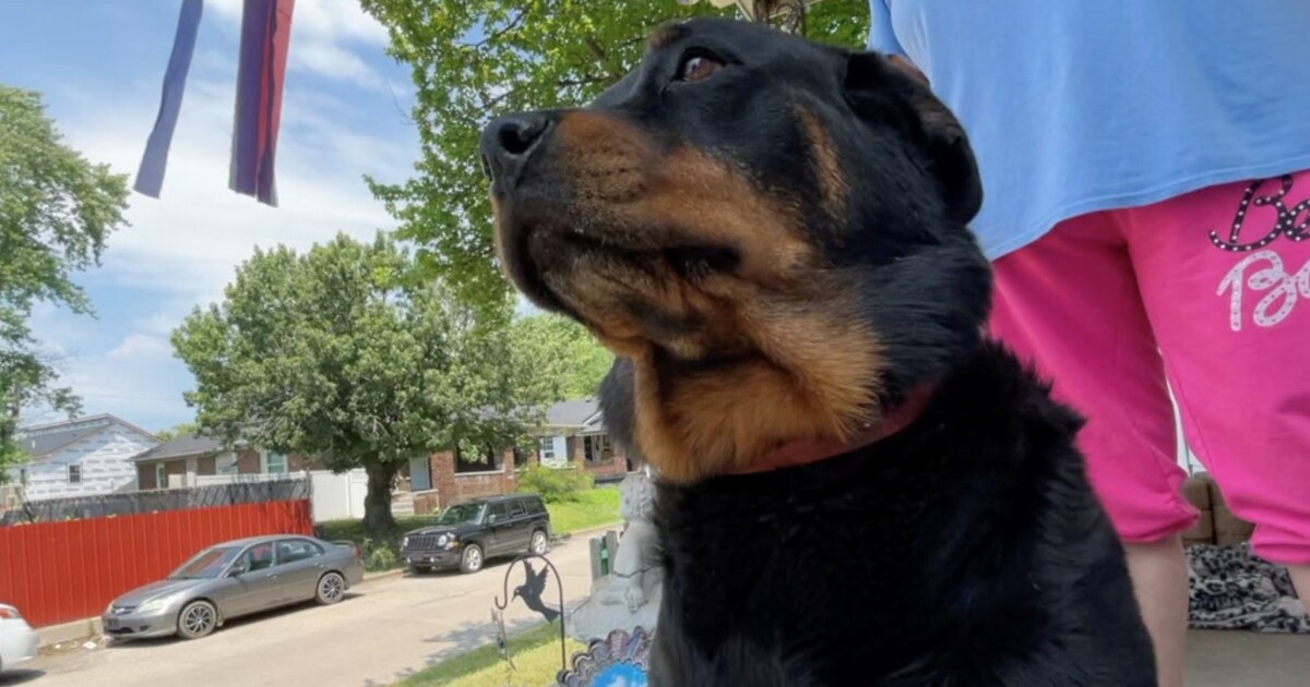 FIDO working to keep dogs out of the heat