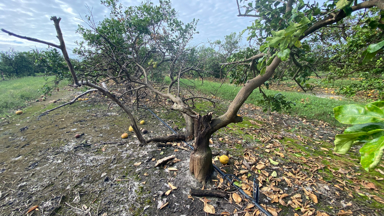 Citrus tree damage Hurricane Ian.png