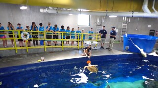 Camp Ocean at OdySea Aquarium