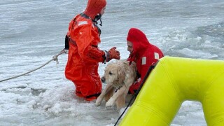 New Year Rhode Island Dog Rescued