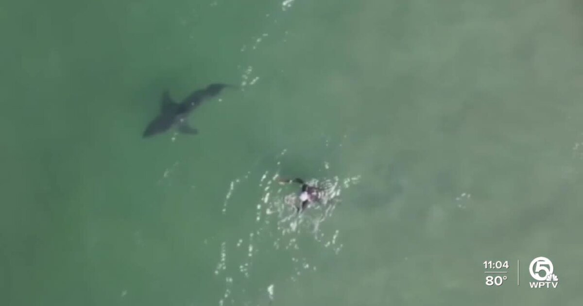 Shark Sighting Near Juno Beach Forces Swimmers Out Of Water Shark Sighting Near Juno Beach Forces Swimmers Out Of Water