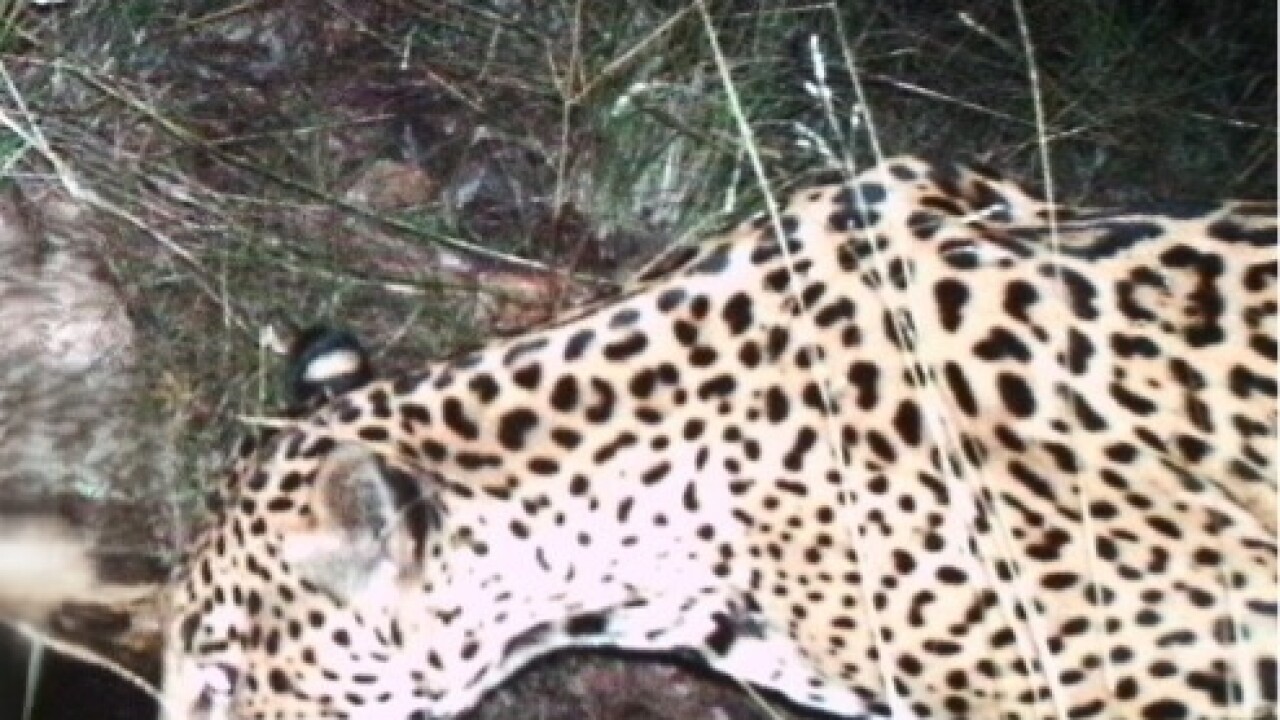 New jaguar found in Arizona 