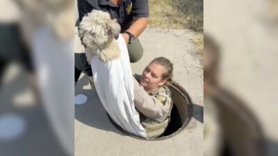 Dog rescued from Spring Valley storm drain after nearly a month missing