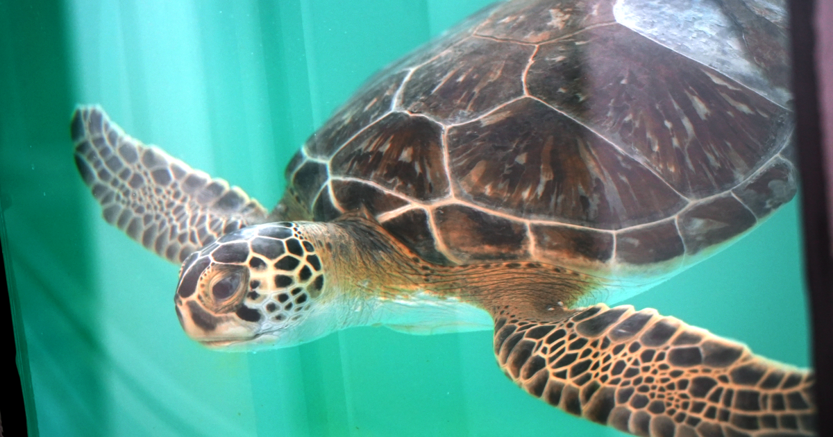Look out for cold stunned sea turtles - Vimarsana News