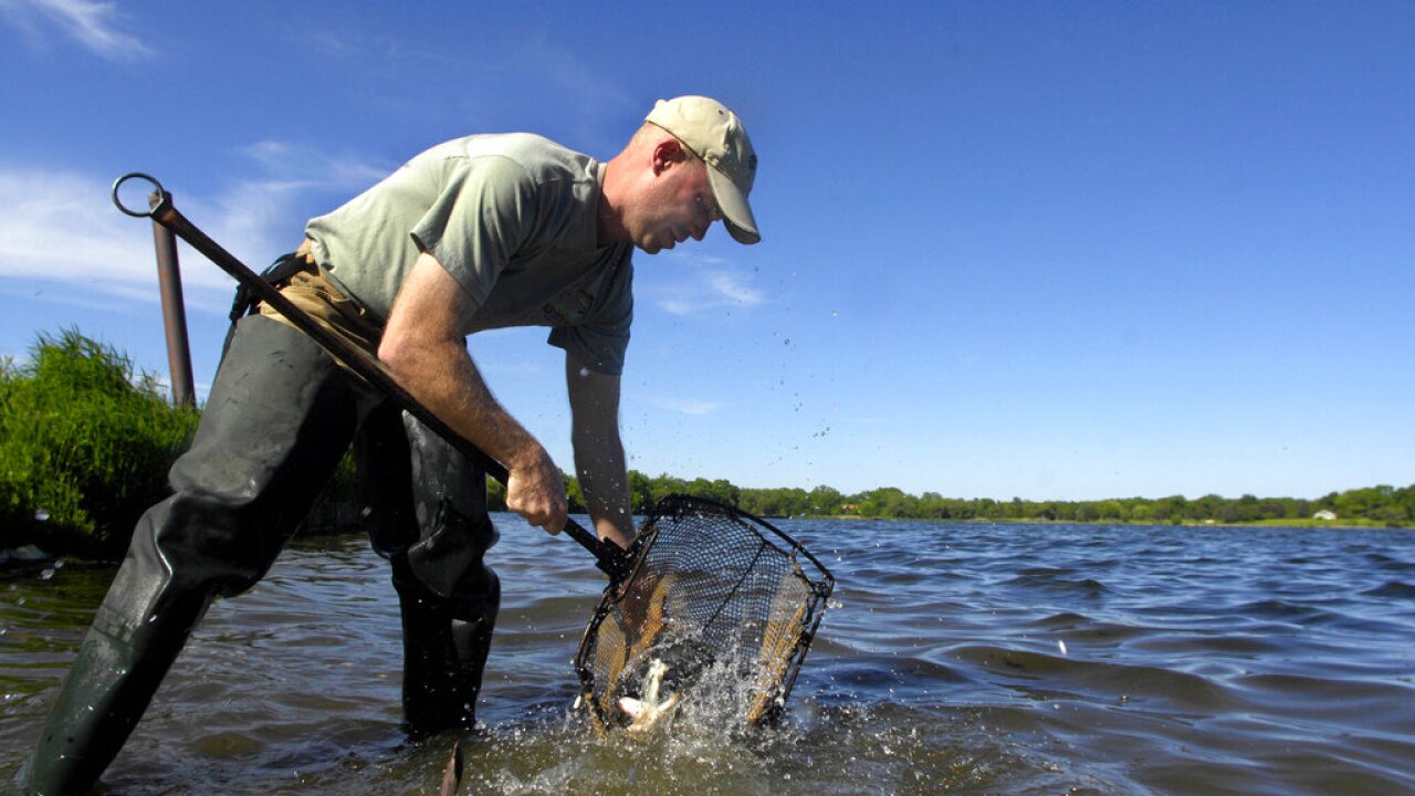 largemouth bass