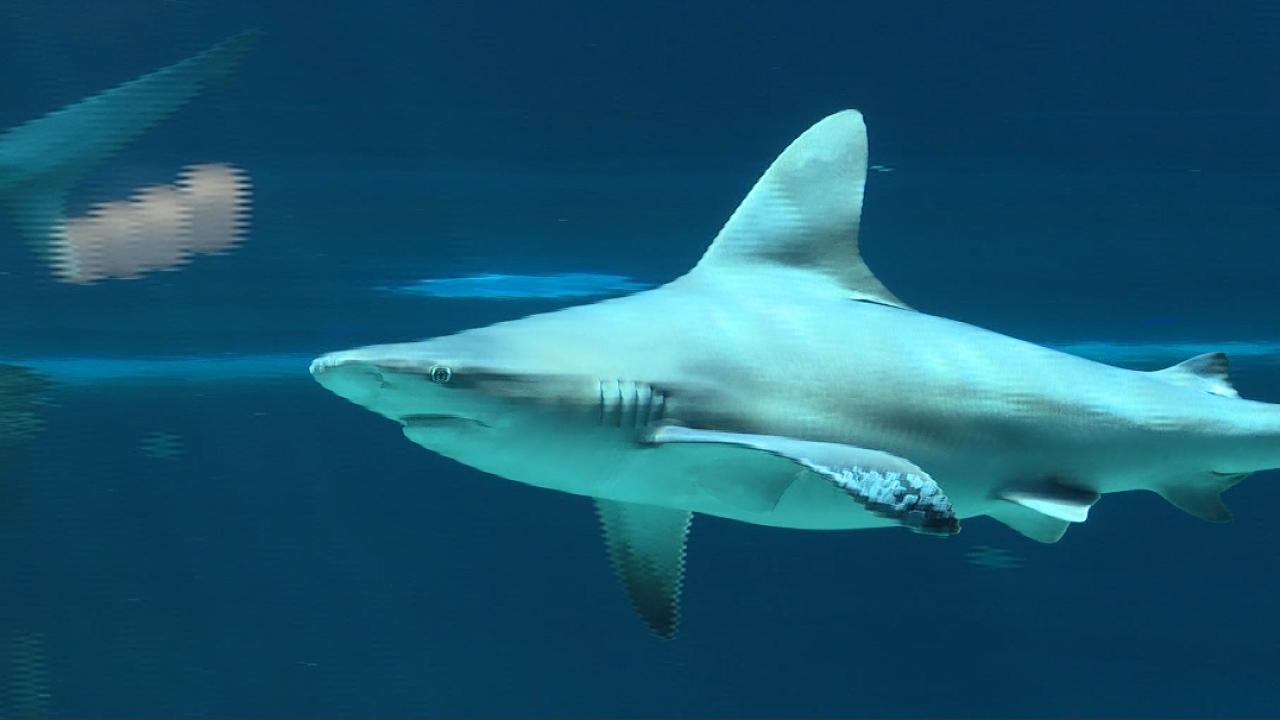 SHARKS.png