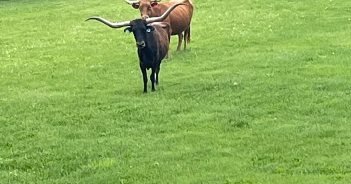 3 Texas longhorn steers on the loose in Fairfield Township - Vimarsana News
