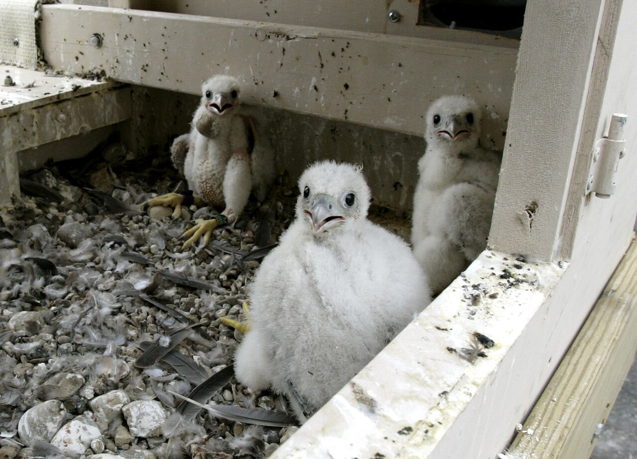 bird raptor peregrine falcon juvenile nest daniel .jpg