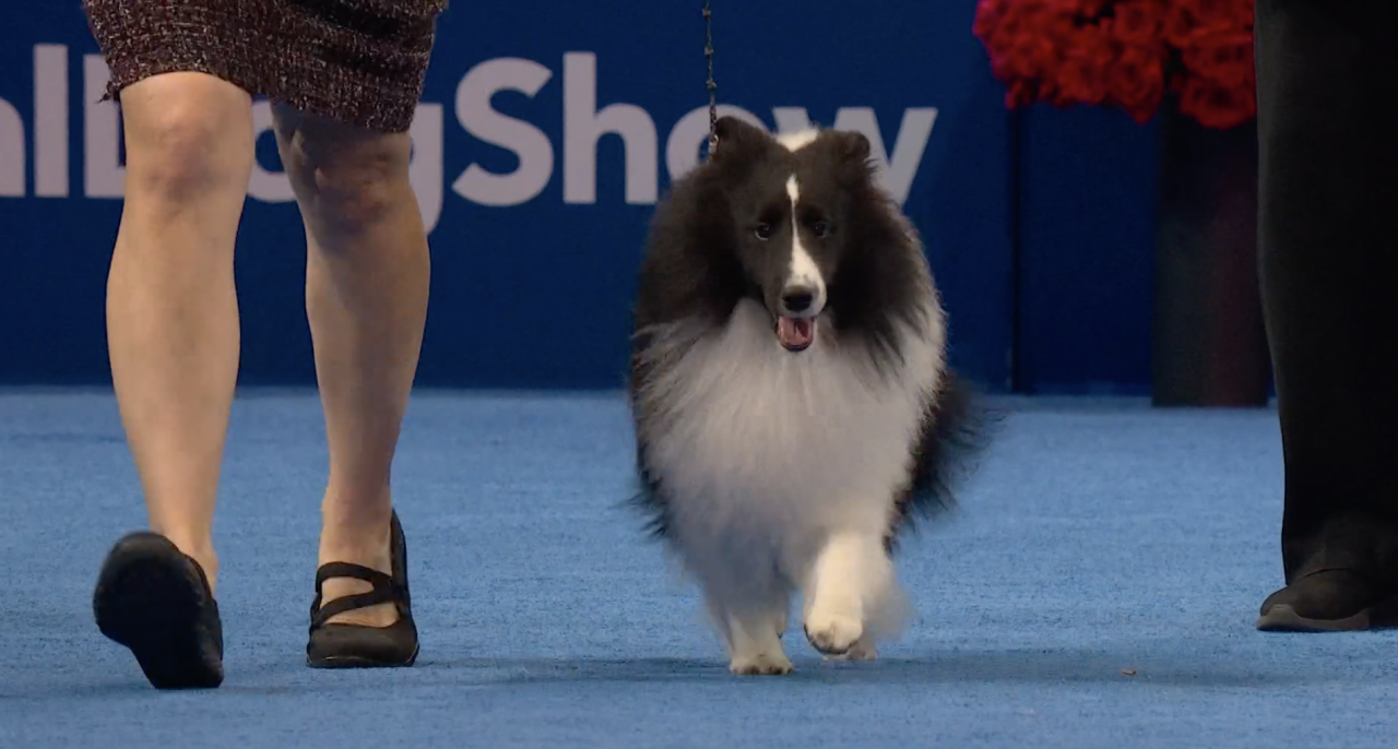 Belton-bred Shetland Sheepdog at Purina National Dog Show