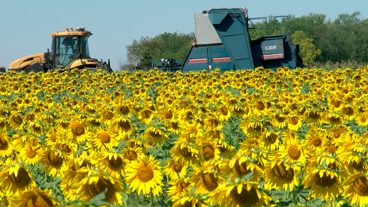 Screen Shot 2021-09-15 at 4.32.44 PM.png