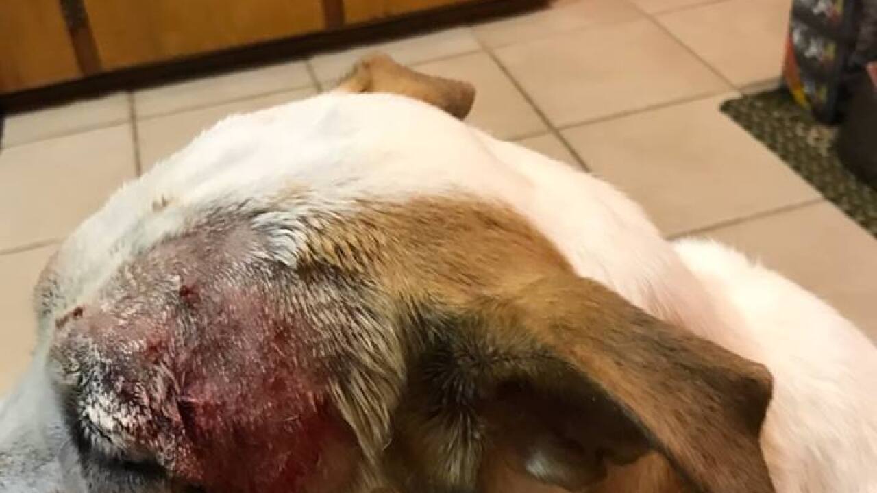 Download Family S Dog Injured At Petsmart Says Management Offered Up For iPhone Get Wallpaper Family S Dog Injured At Petsmart Says Management Offered Up For Free