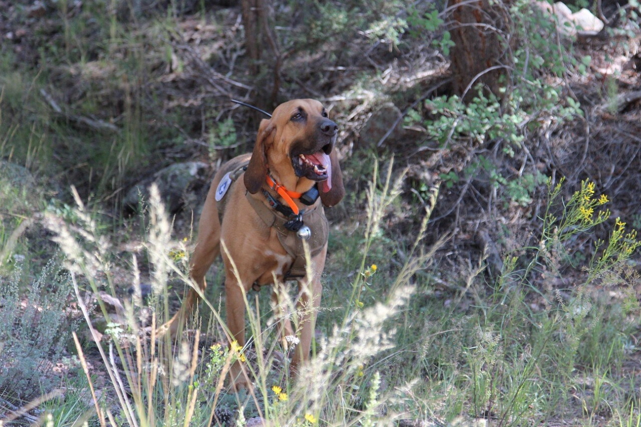 k-9 dozer