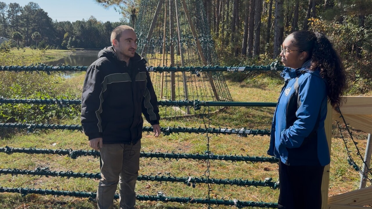 ALLISON CHRISTMAS LIGHTS 2