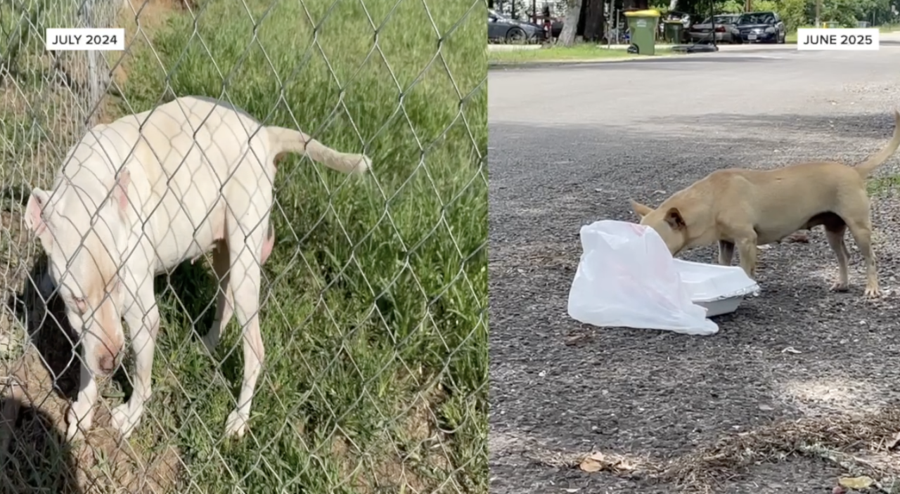 'It's not a joke anymore': Local residents demand solutions against stray animal crisis in Robertson County