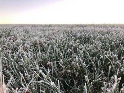 Frost 