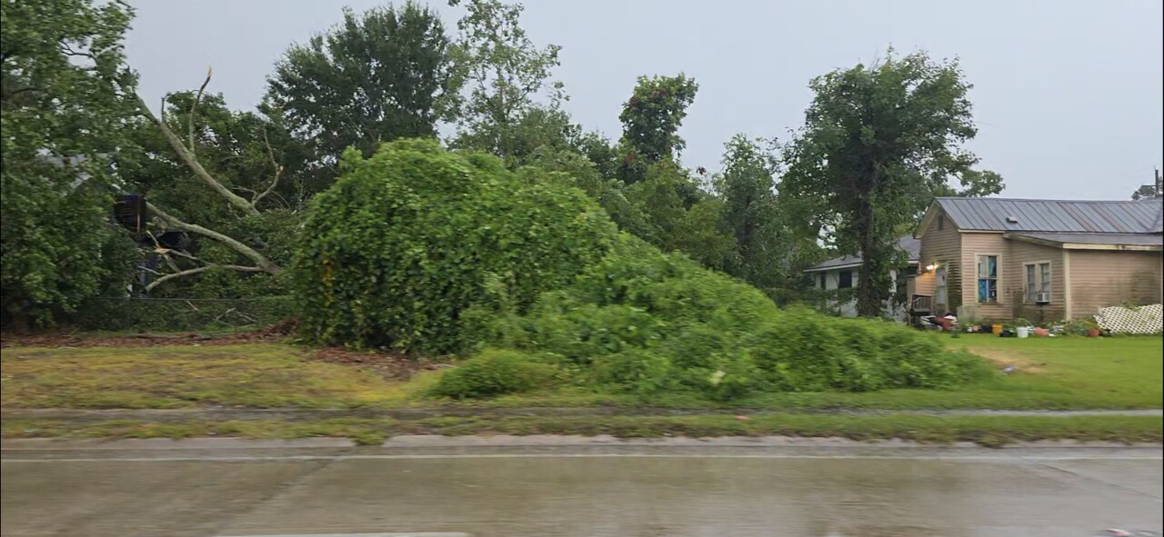 DOWNED TREE LA AVE 2