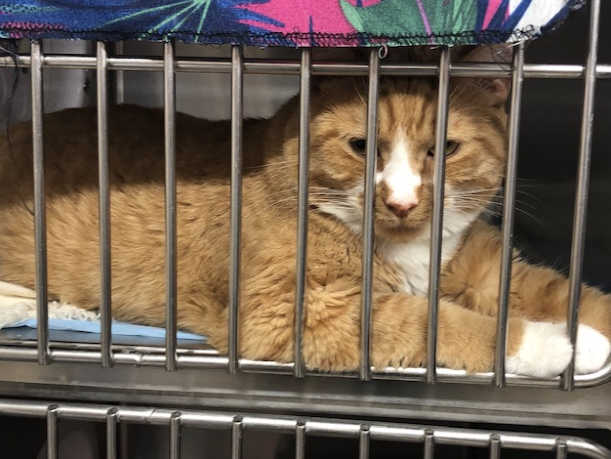 Stark County Humane Society