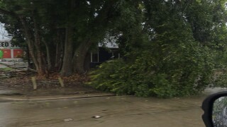 DOWNED TREE LA AVE 1
