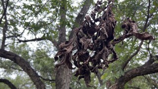 Thomas County farmers battle worsening drought