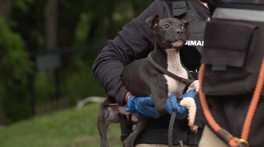 Federal Dog Fighting Warrant