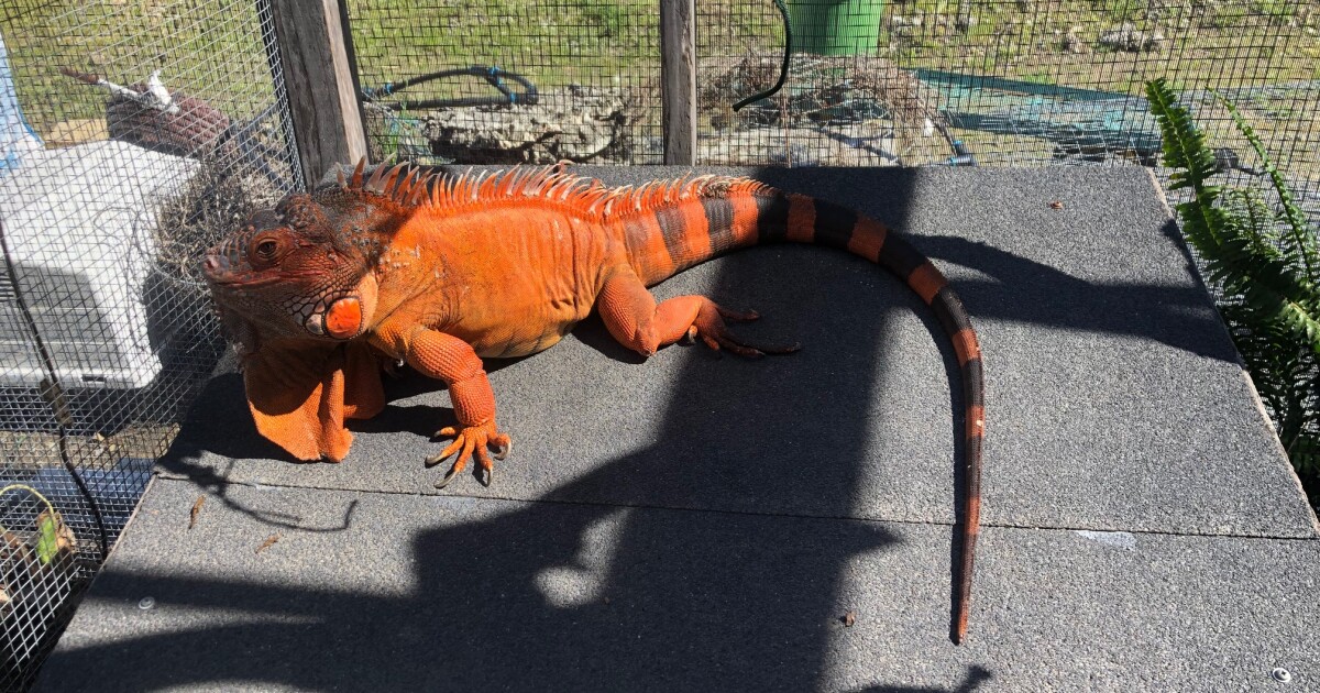 Reptile Expo planned for San Luis Obispo this weekend