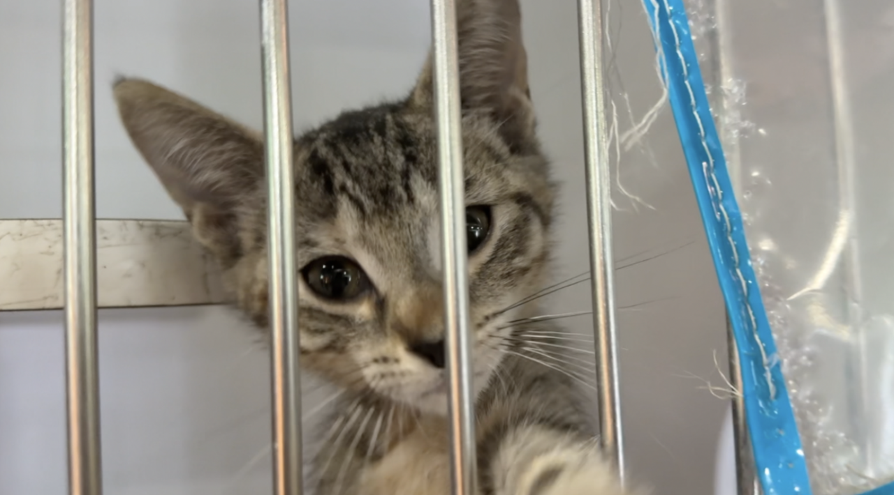 Cat overcrowding in Tampa hits record high as shelter waives fees and pleads for fosters (2).png